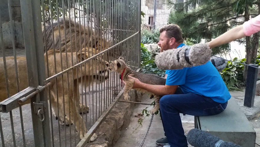 Recording Lion Cub Talking to his Parents